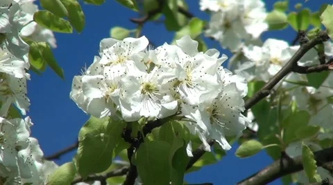 Blossoms of a cherry tree swinging in the wind 01 Stock Footage 45874771