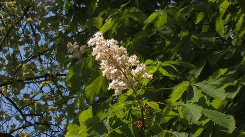 Blossoms of chestnut tree, wind Stock Footage