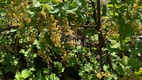 Blossoms on a currant bush Stock Footage 107513244