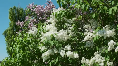 Blossoms dancing in the breeze under the clear blue sky Video stock 334666363