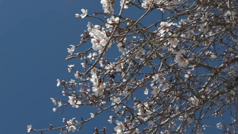 Blossoms Dancing Under Blue Sky, Azure Sky Highlights Vibrant Blossoms And Airy Stock Footage 327679639