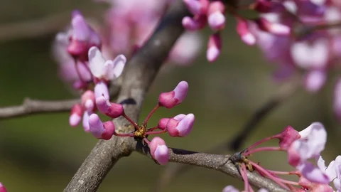 Blossoms of an Eastern Redbud tree, blowing in the breeze in early Spring. Stock Footage 128850483