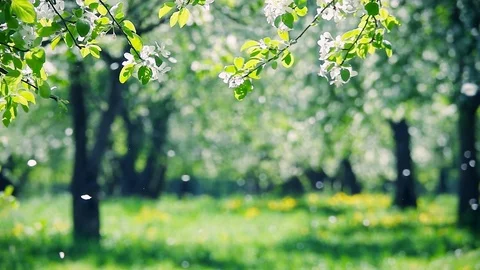Blossoms fall from trees against beautiful blur orchard blooming background Stock Footage 123428189