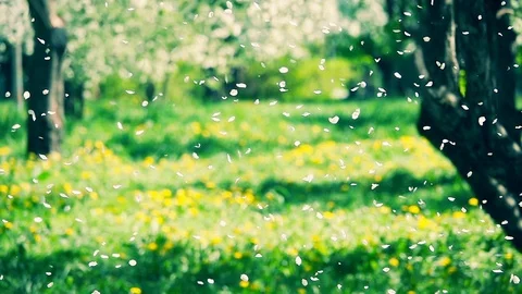 Blossoms fall from trees against beautiful blur orchard blooming background. 库存影片 124053797
