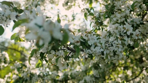 Blossoms fall from trees against beautiful blur orchard blooming background 스톡 동영상 132207033