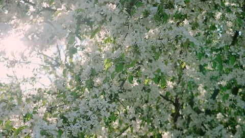 Blossoms fall from trees against beautiful blur orchard blooming background 스톡 동영상 132207110