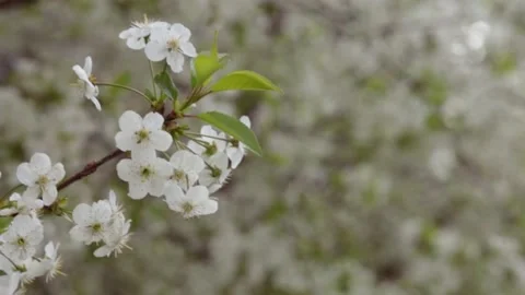 Blossoms fall from trees against beautiful blur orchard blooming background Stock Footage 194131431