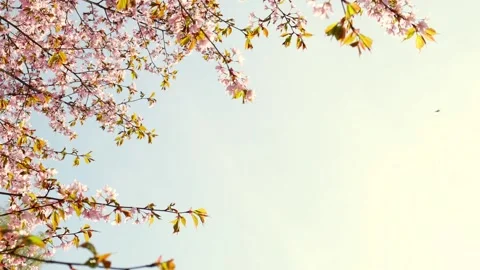 Blossoms fall from trees against beautiful blur orchard blooming background slow Vidéo 245263861
