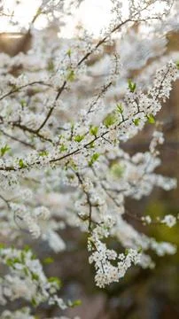 Blossoms fill the tree branches during spring season in a garden with white.. Фото