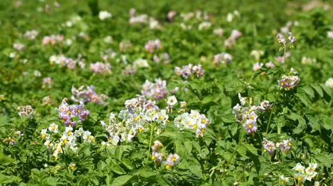 Blossoms flowers of potato Stock Footage 39736202
