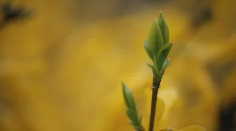 Blossoms Video stock 720754