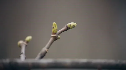 Blossoms Stock Footage 720757