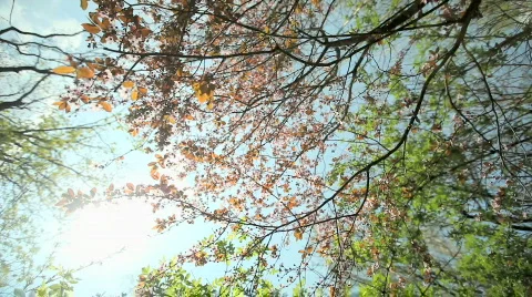 Blossoms Stock Footage 720887