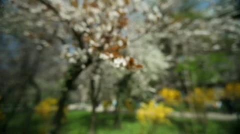 Blossoms Video stock 830238