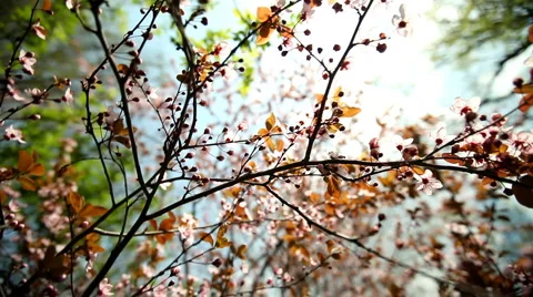 Blossoms Stock Footage 1106841
