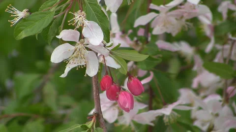Blossoms Video stock 4725358