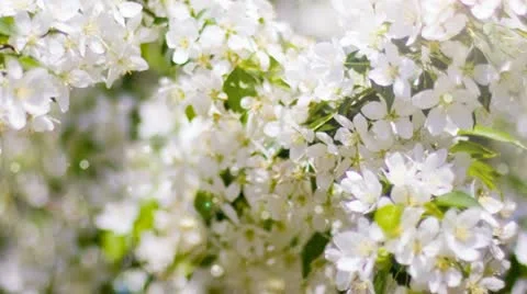 Blossoms Stock Footage 21904823