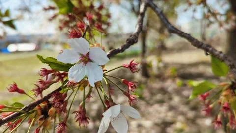 Blossoms Stock Footage 239111070