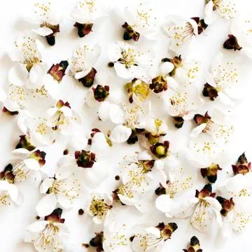 Blossoms of a fruit tree Stock Photos