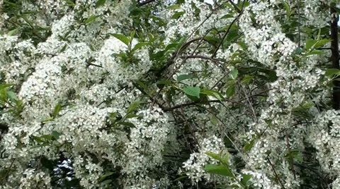 Blossoms of Hawthorn Stock Footage 22863573