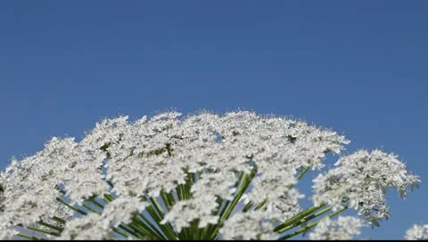 Blossoms of hogweed. Stock-Footage 11428777