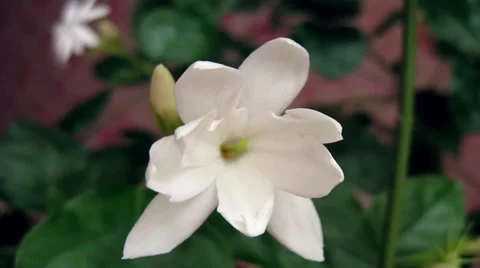 Blossoms Jasmine Vidéo 48578925