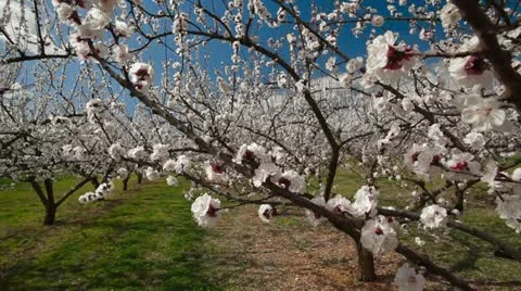 Blossoms left HD ProRes Stock Footage 10872203