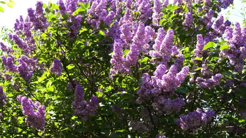 Blossoms Lilac In The Garden. Stock-Footage 89711526