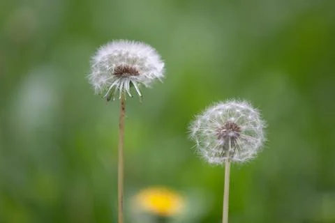 Blossoms in a meadow Stock Photos