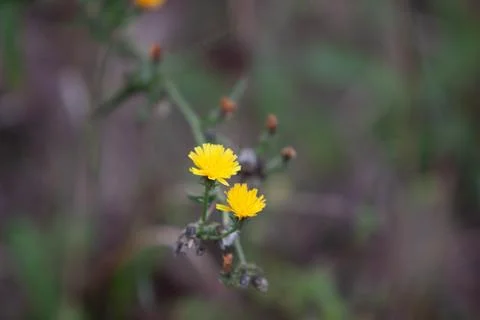 Blossoms in a meadow Stock Photos