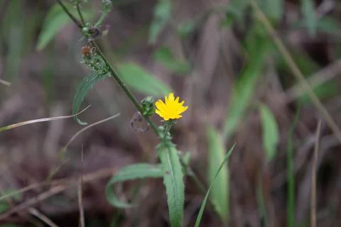 Blossoms in a meadow Foto stock