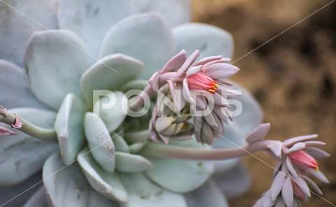 Blossoms of the mimicry plant Pleiospilos longibracteatum Stock Photos