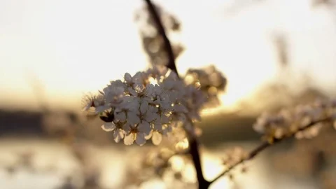 Blossoms in the Morning Stock Footage 73900323