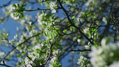 Blossoms in the nature. Stock Footage 275890407