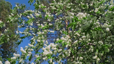 Blossoms in the nature. Video stock 276084207