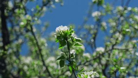 Blossoms in the nature. Видео 276147088