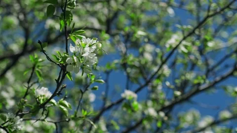 Blossoms in the nature. Stock Footage 276351647