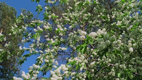 Blossoms in the nature. 库存影片 276678653