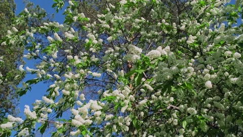 Blossoms in the nature. Stock Footage 277824266