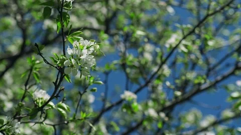 Blossoms in the nature. Stock Footage 302778978