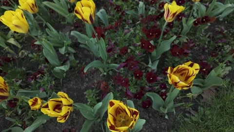 Blossoms with a parallax pan Stock Footage 273450674