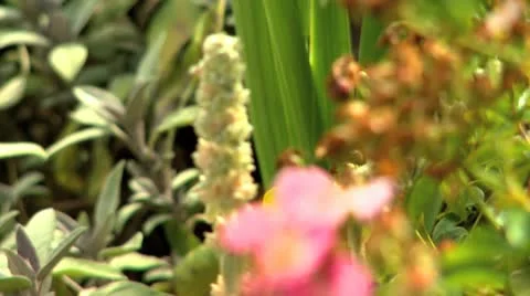 Blossoms in the park pull focus Video stock 12017842