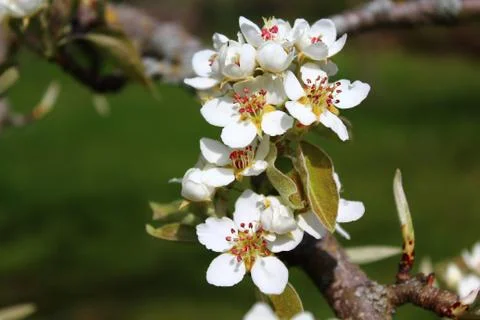 Blossoms of a pear tree Stock Photos