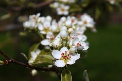 Blossoms of a pear tree Stock Photos