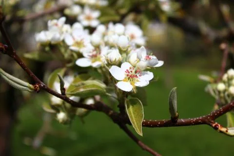 Blossoms of a pear tree Stock Photos