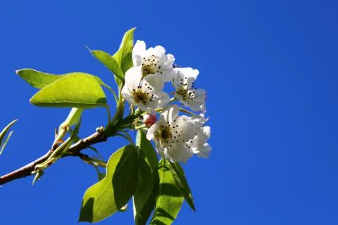 Blossoms of a pear tree Foto stock