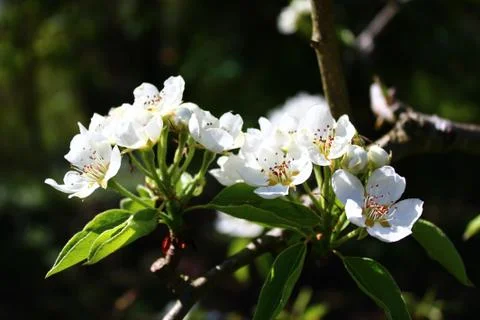 Blossoms of a pear tree Stock Photos