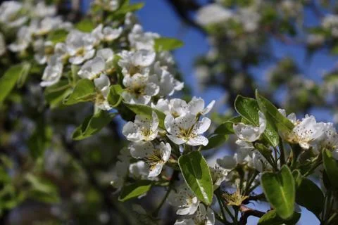 Blossoms of a pear tree Stock Photos
