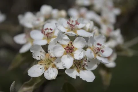 Blossoms of a pear tree Stock Photos