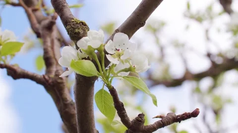 Blossoms of pear tree Pyrus communis Stock Footage 230092491